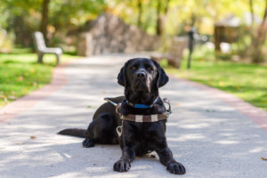 Jolee, a female black lab guide dog, lays in harness on the nature path and looks at the camera with a serious expression.