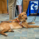 Guiding Eyes guide dog relaxes during the Annual Lions Day