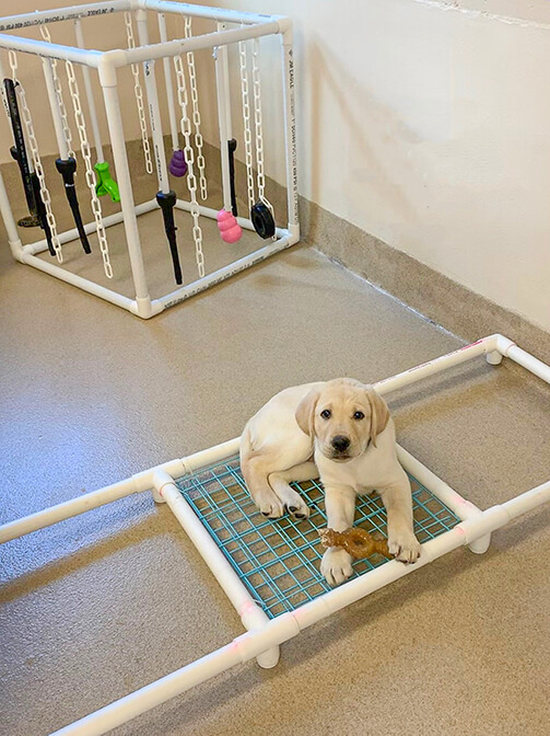 Yellow lab puppy Doc lays on the wire web in the middle of the PVC construction and looks up at the camera with a brown Nylabone on his front paws.