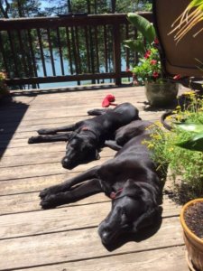 Black labs Fill and Alice sunbathe together on the wooden porch.