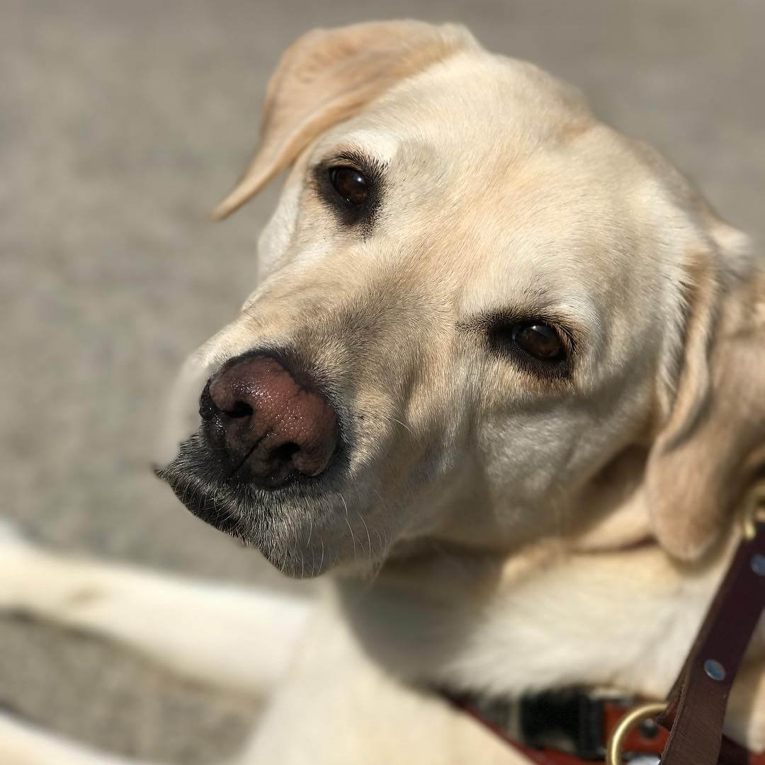 A close up photo of guide dog Frances in harness