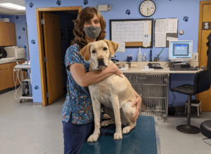 A yellow lab sits on the exam table at the Guiding Eyes vet clinic