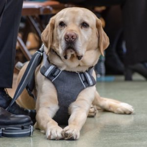 Guide Dog Gus in harness