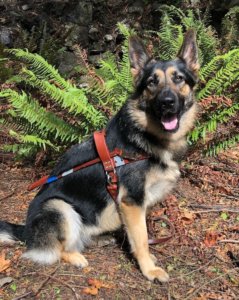 Hazel poses near ferns in the autumn sunshine