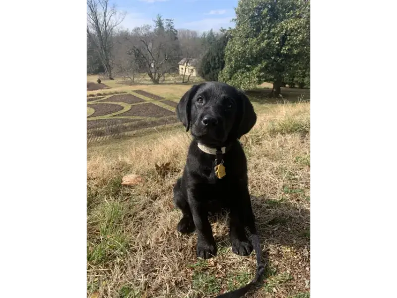 Vero, a black lab puppy, sits in the grass on an outing to a beautiful local garden.