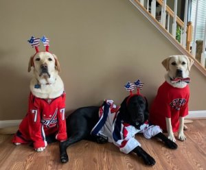 Yellow lab Barry, black lab Banner, and yellow lab Colonel show their Capitals team spirit dressed in fan gear. Barry and Banner both wear headbands with American flag stars. All three pups wear Capitals jerseys.