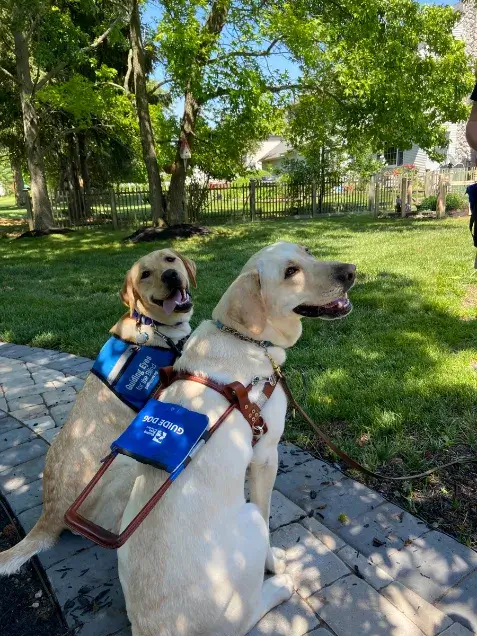 Lancelot and Stan, yellow labs, sit together on the stone path on a summer day. Lancelot turns his head to give the camera a big smile. Stan wears his leather guide dog harness, while Lancelot has on his blue training vest.