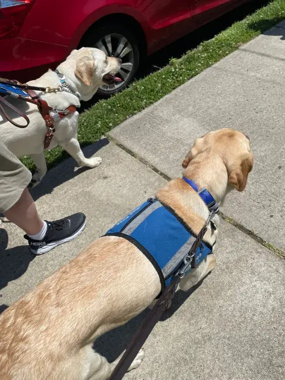 Lancelot walks down the sidewalk beside Stan on a summer day. Lancelot works in his blue puppy vest while Stan works in a leather guide dog harness.