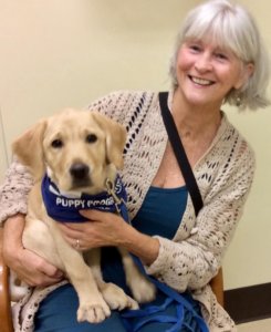 Jana raised her 3rd GEB puppy, Azalea (1A319) until she was 7 months old . Azalea is current on program with another raiser in the Richmond Region. Azalea, an adolescent yellow lab, poses for a photo won the lap of Jana.