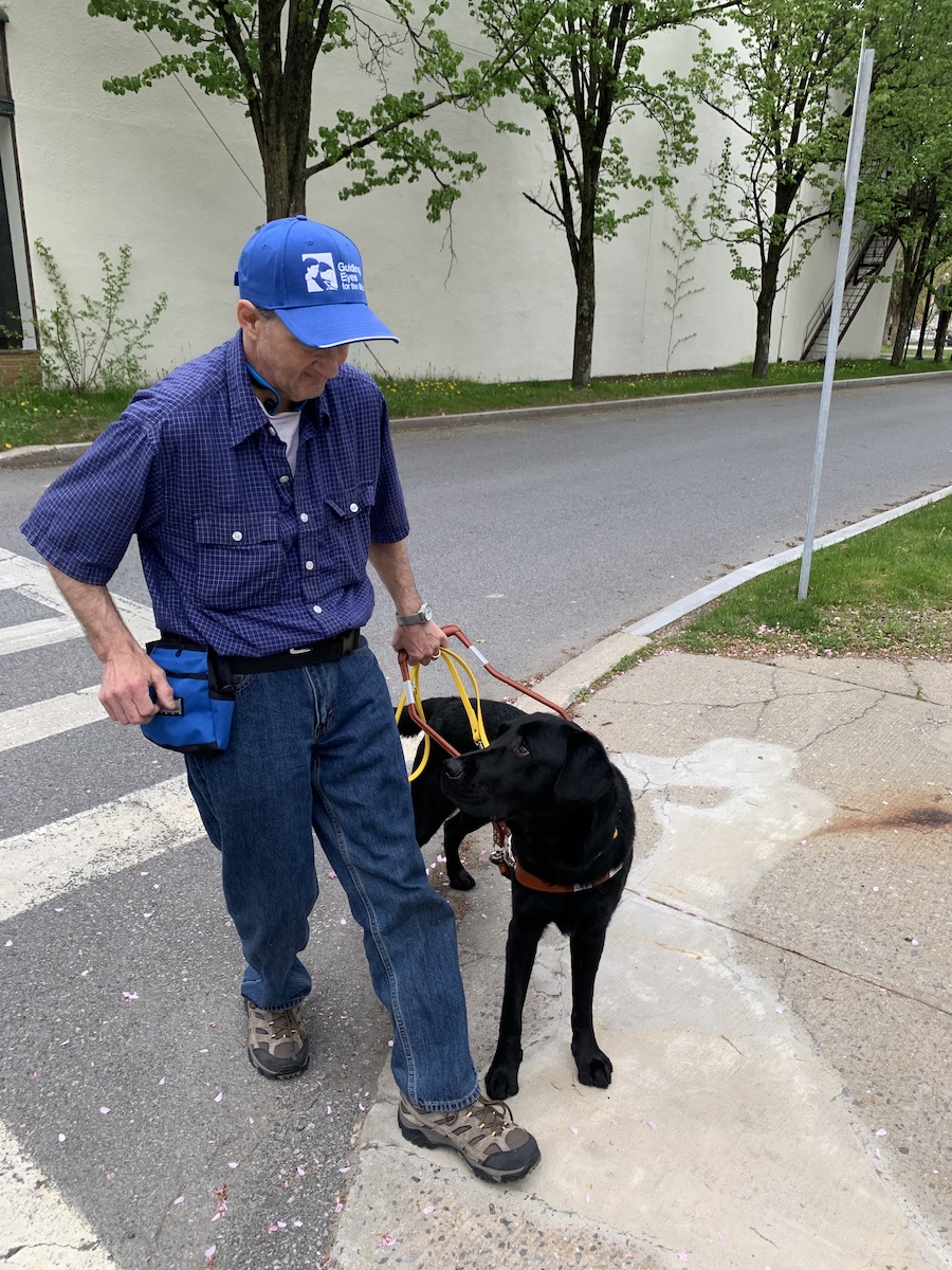 Judge waits patiently at the curb for a treat from handler Jimmy
