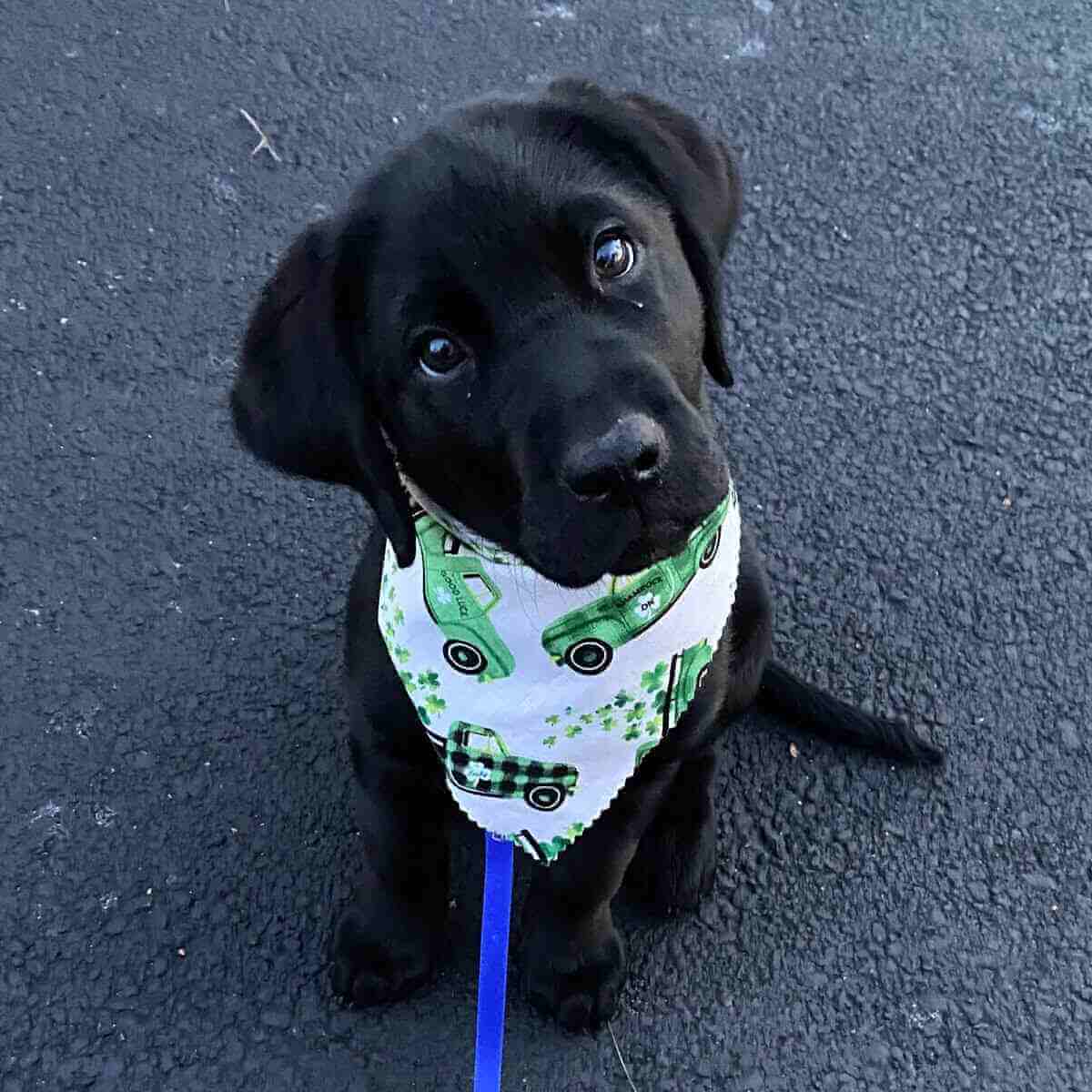 Black lab puppy Rumor sits on the pavement and looks up at the camera. Rumor wears a white bandana with a green car pattern for St. Patrick's Day.