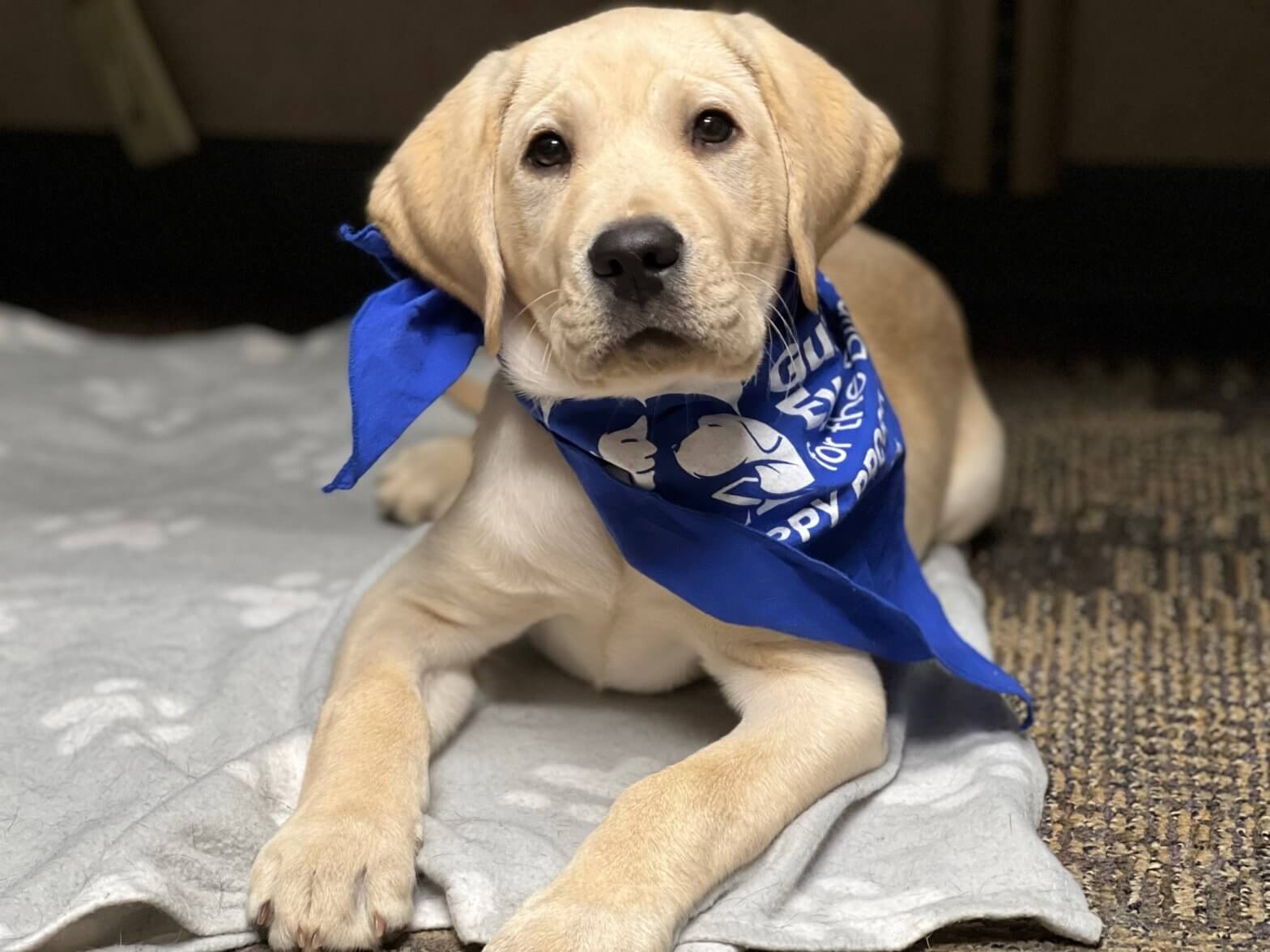 Yellow lab puppy Jenkins lays on the grey dog bed while wearing his blue puppy program bandana.