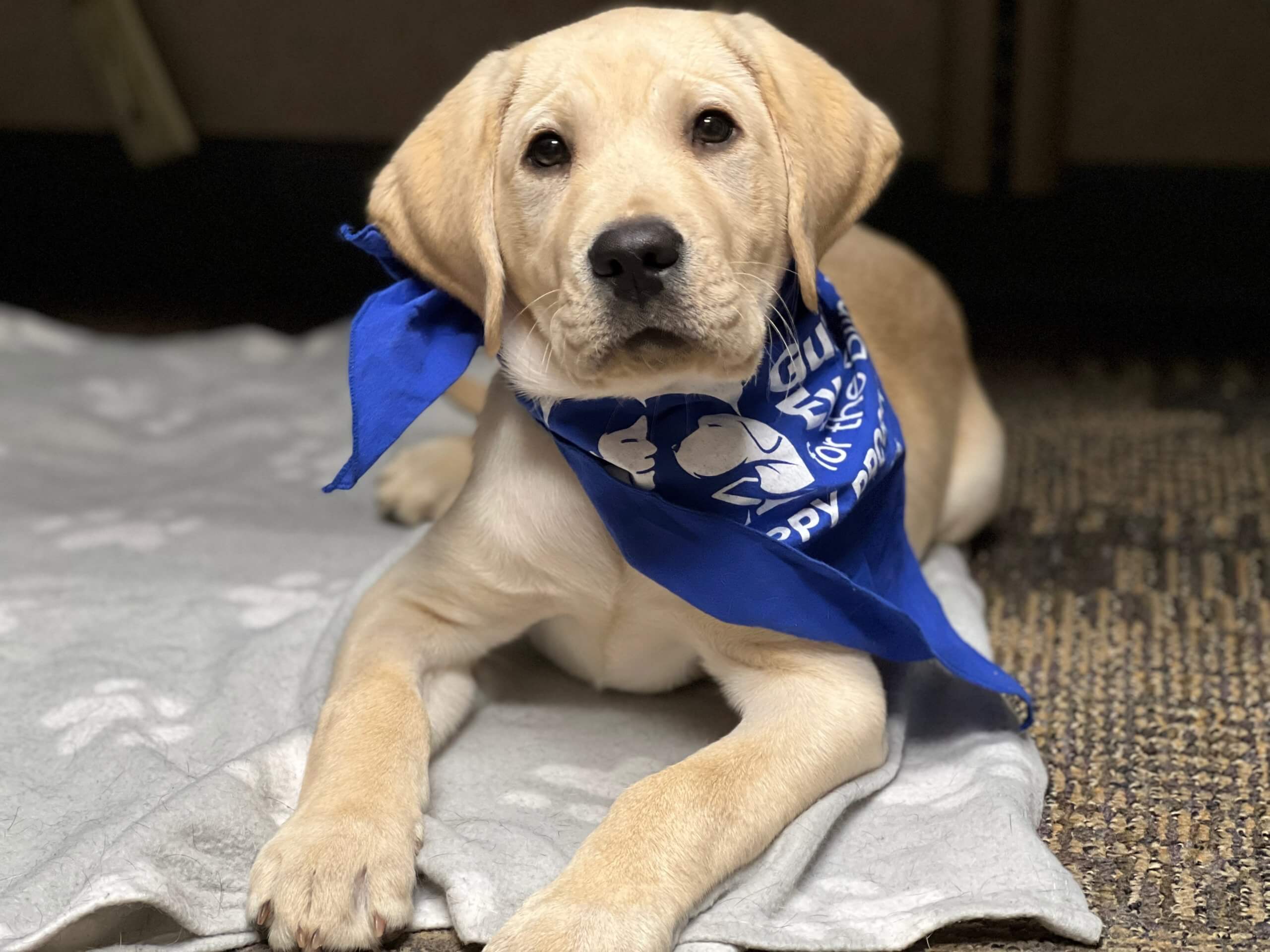 Yellow lab puppy Jenkins lays on a grey dog bed while wearing his blue puppy program bandana.