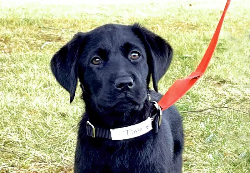 Tinsel, a black lab puppy, looks attentively toward the camera while standing on the grass. Tinsel's name is visible on her black collar.
