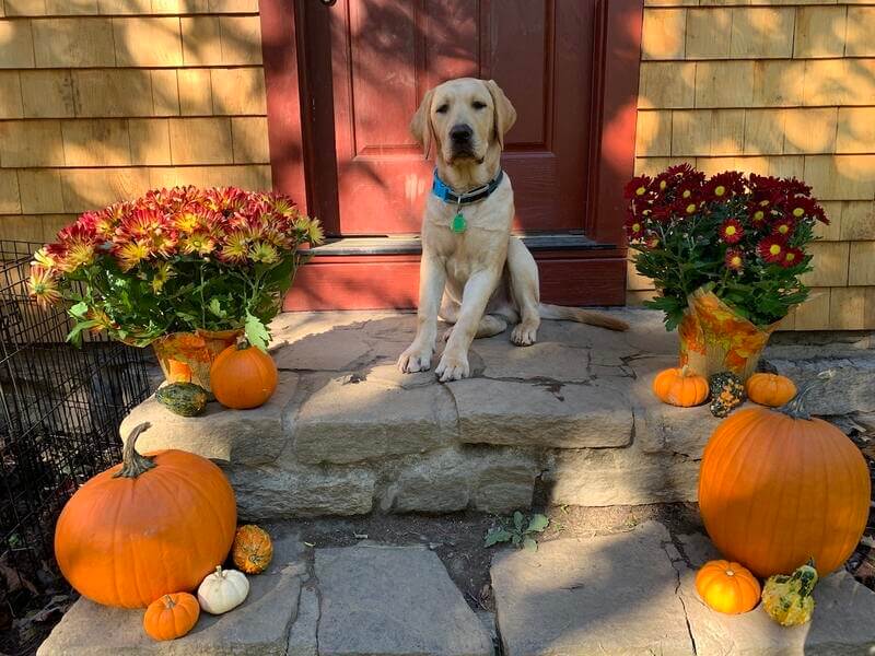 Pup Merlin on a stone step with mums and pumpkins