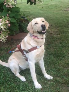 Mikaela sits proudly wearing her guide dog harness.