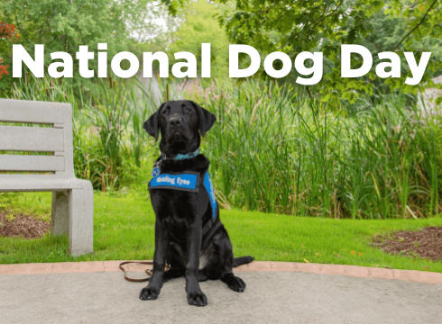 Patton, an adolescent black labrador retriever, sits proudly on the nature path