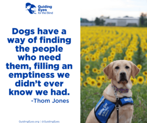 Candy, a yellow lab, poses in a sit position in front of a beautiful field of sunflowers. Candy proudly wears her blue Guiding Eyes training vest. The graphic includes the quote: “Dogs have a way of finding the people who need them, and filling an emptiness we didn’t ever know we had.”―Thom Jones