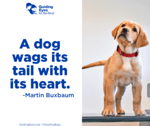 Yellow lab puppy Francine tilts her head for the camera as she stands on the green play structure. The graphic features the quote: "A dog wags its tail with its heart" -Martin Buxbaum
