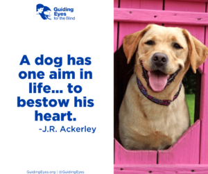 A yellow lab pokes their head through the octagon shaped cutout in the pink wooden play structure. The graphic includes the quote: “A dog has one aim in life…to bestow his heart.”―J.R. Ackerley