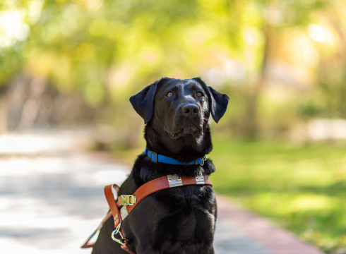 Odyssey, a female black lab, poses proudly in her leather guide dog harness on the nature path.