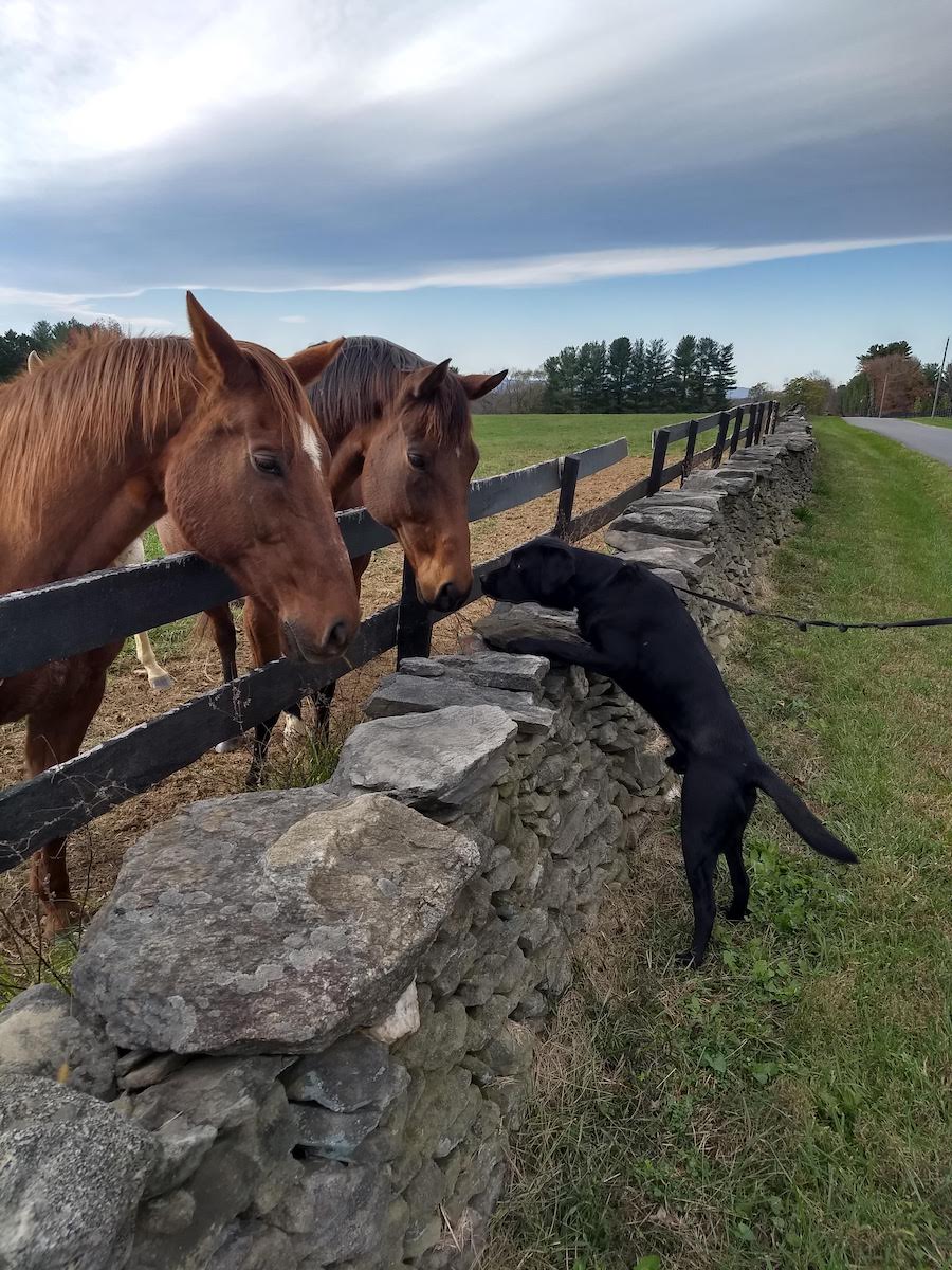black Lab pup Neville visits two horses through the stonewall and fence