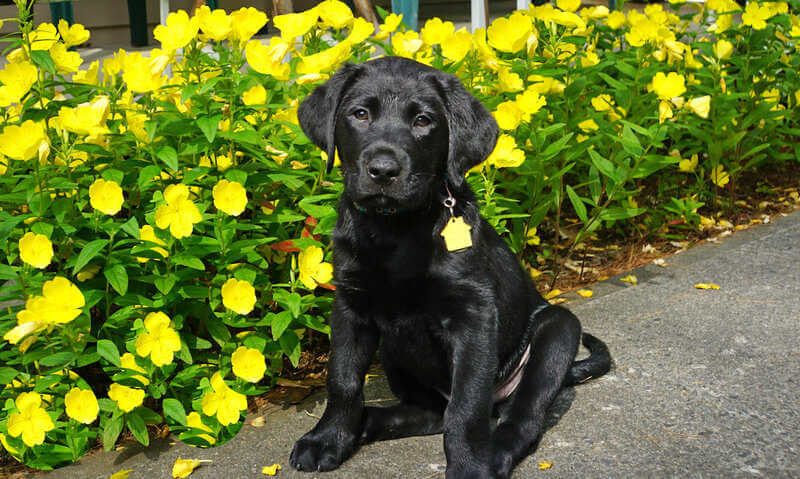 3month old bodie sits in front of bright yellow flowers