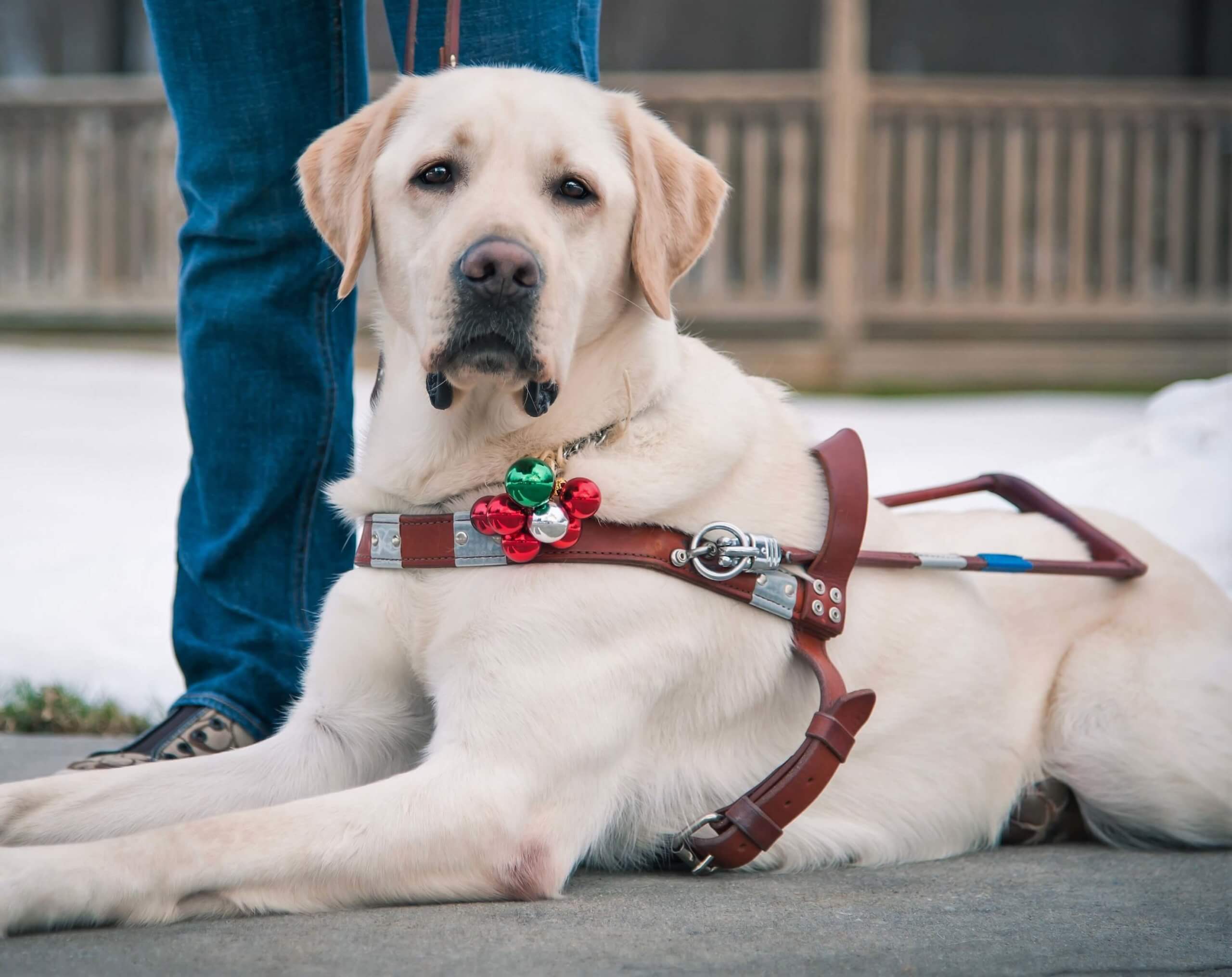 yellow lab guide dog in harness