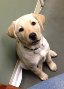 Adorable yellow Lab puppy Janice gazes up at Elora for a photo.