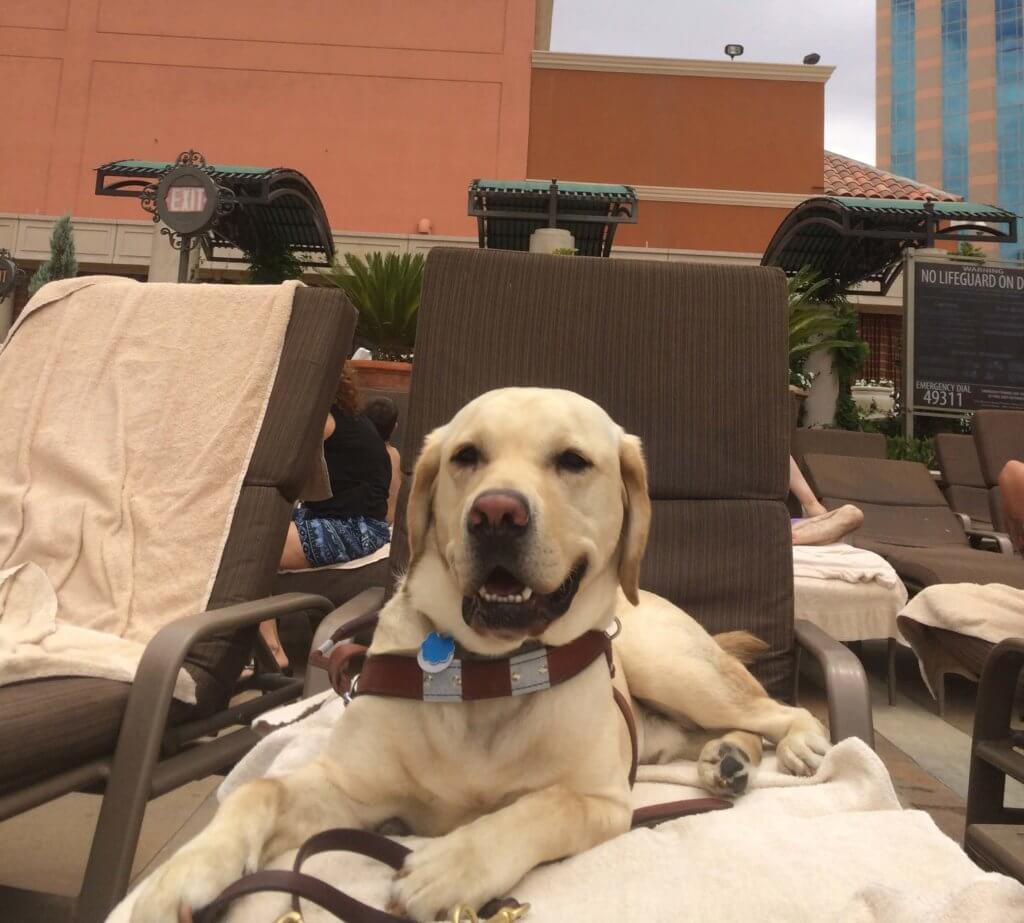 A well-earned break finds Guiding Eyes guide dog Gus lounging poolside on a recliner.