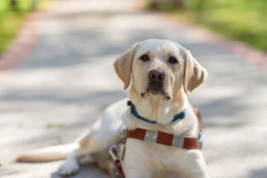 Pippi, a yellow lab guide dog, lays on the nature path and looks directly toward the camera.