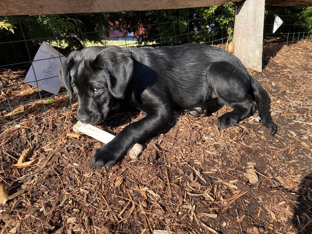 Puppy Judge in the sunshine with a toy bone