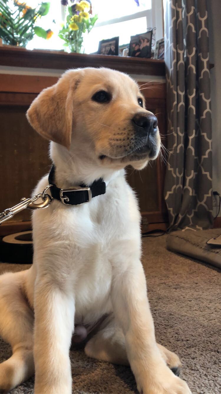 Yellow lab puppy Token sits quietly on the carpeted living room floor.