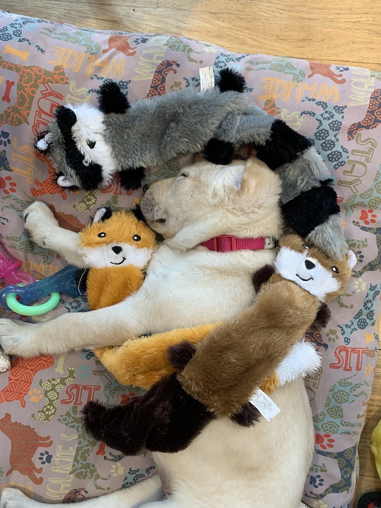 Puppy Jaedah sleeps with soft animal toys