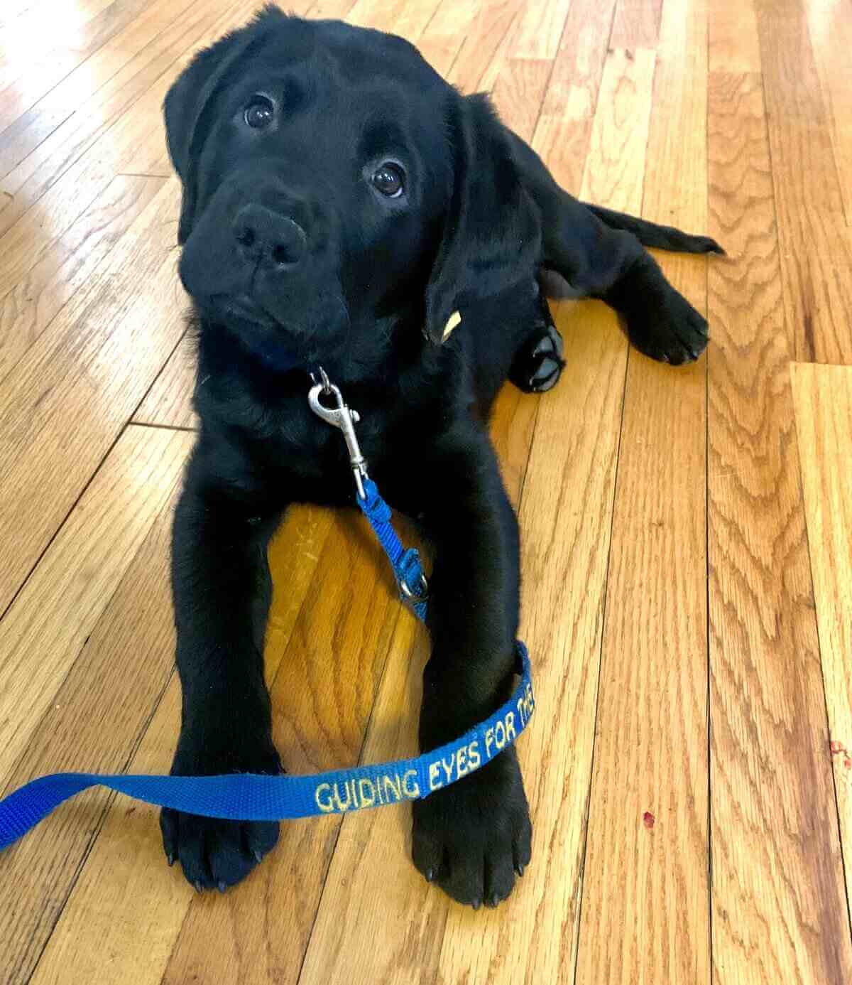 Black lab puppy Quince practices resting in a down position on the wood floor while on a flat collar and leash.