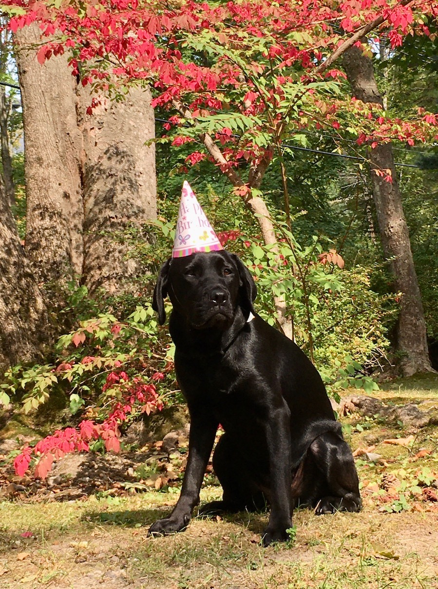 Pup Tampa wears hat on her 1st birthday against red foliage