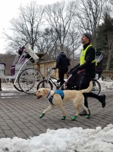 Tom & Waffle train in Central Park near a horse drawn carriage.