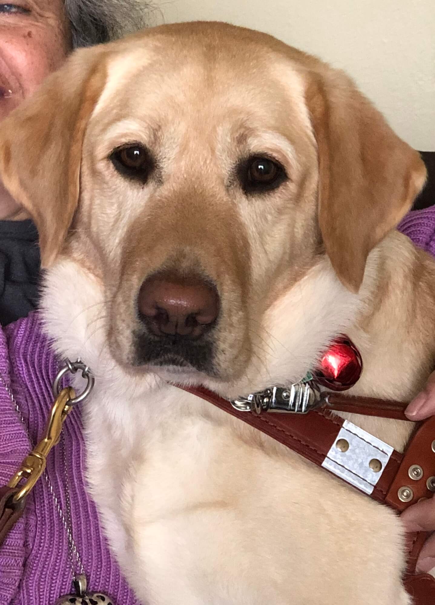 Beautiful guide dog Twig looks seriously ahead at the camera