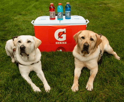 Guiding Eyes dogs Hamlin and Oliver pose with a Gatorade cooler at the 36th Annual Golf Classic