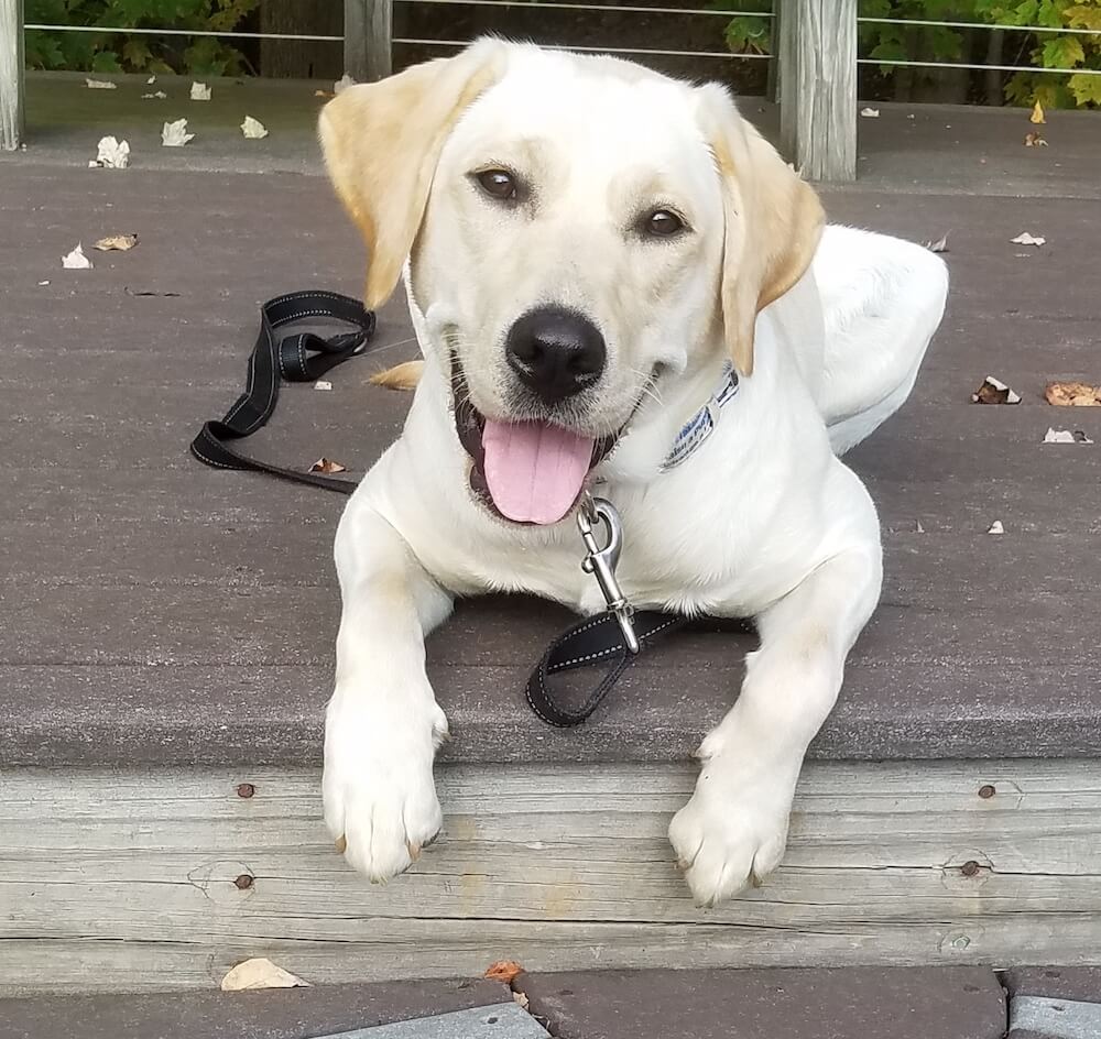 A happy pup, Vangie poses from a treehouse