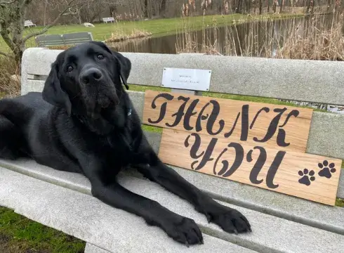 Leroy, a black lab, lays on the outdoor bench beside the pond at the Training School campus