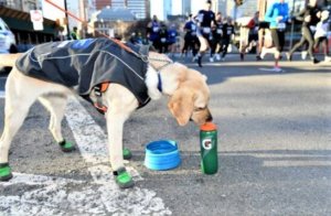 Waffle checks out Gatorade