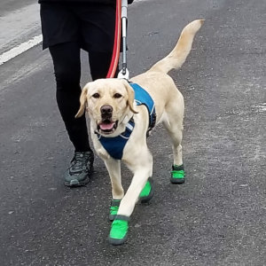Waffle runs during training in green booties
