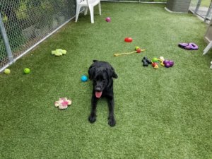 A black lab sits outside during playtime next to toys made by volunteer Kimberly Mason