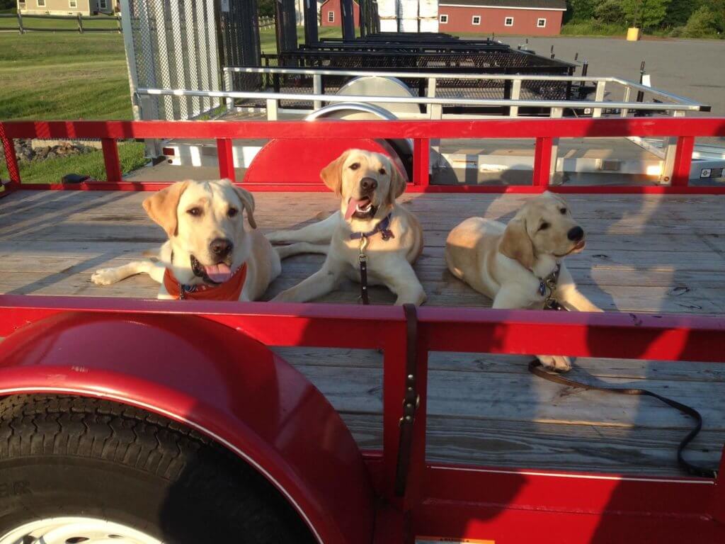 Wrangler and fellow future guide dogs Yolo and Margie practice a down/stay in a new environment around novel objects.