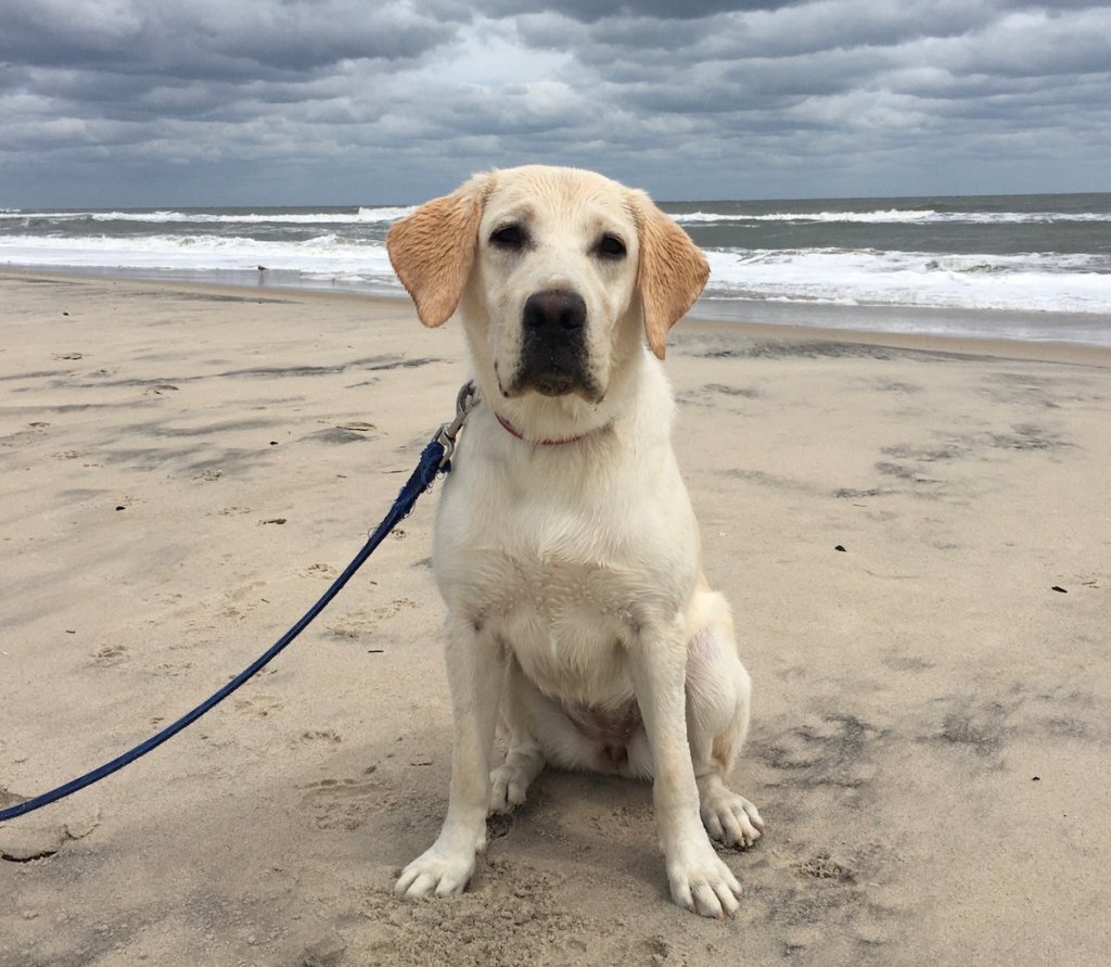 Pup Yasha poses on the beach