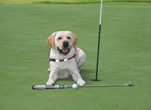 yellow Lab lies on the green with club and ball