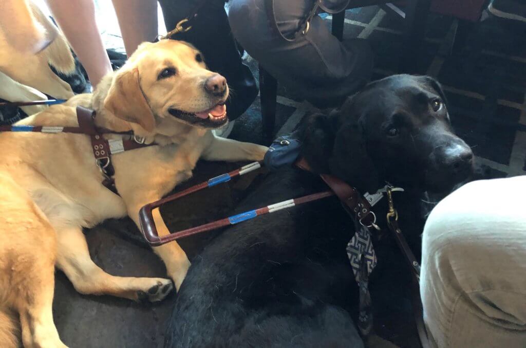 Yellow and Black Lab guides happily participate from their view from the floor