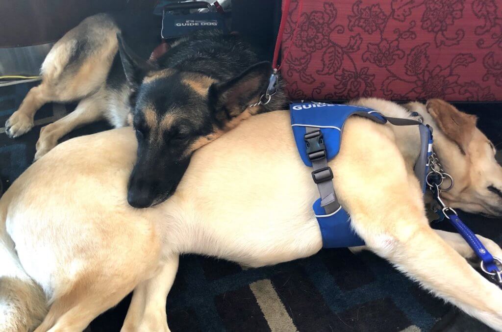 Guiding Eyes yellow Lab guide makes comfy pillow for German Shepherd guide dog