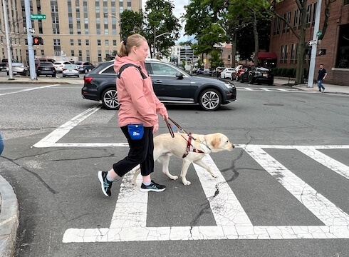 woman in pink jacket walks through intersection safely with yellow guide dog